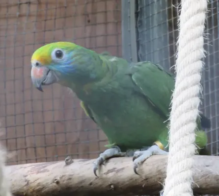 File:Amazona dufresniana, Loro Parque.jpg