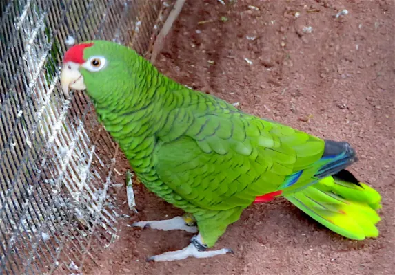 File:Amazona tucumana.jpg