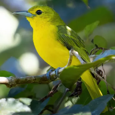 File:Aegithina lafresnayei.jpg