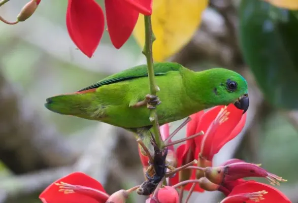 File:Loriculus galgulus -Tanglin Halt, Singapore -female-8 (2).jpg