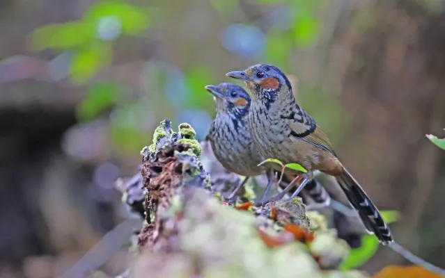 File:Ianthocincla konkakinhensis 105778535.jpg