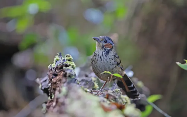 File:Ianthocincla konkakinhensis 105778540.jpg