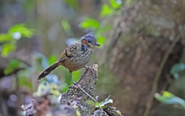 File:Ianthocincla konkakinhensis 105778522.jpg
