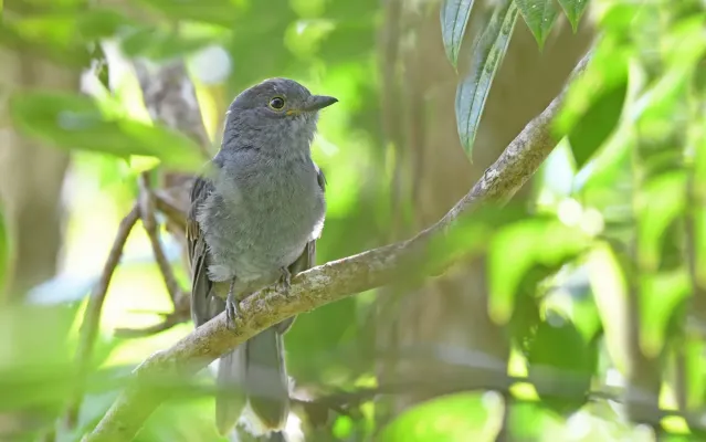 File:Lipaugus weberi 237331059.jpg