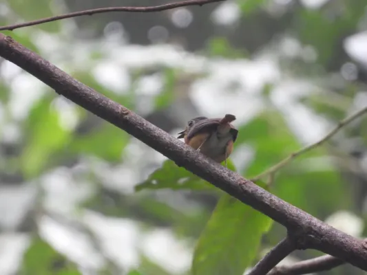 File:Cyornis banyumas 262301144.jpg