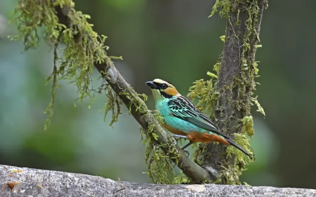 File:Tangara chrysotis 333988938.jpg