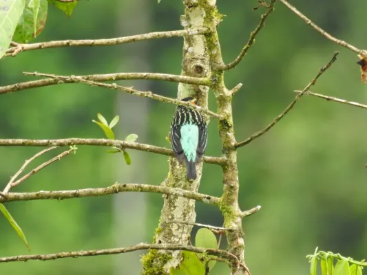 File:Tangara chrysotis 103076122.jpg