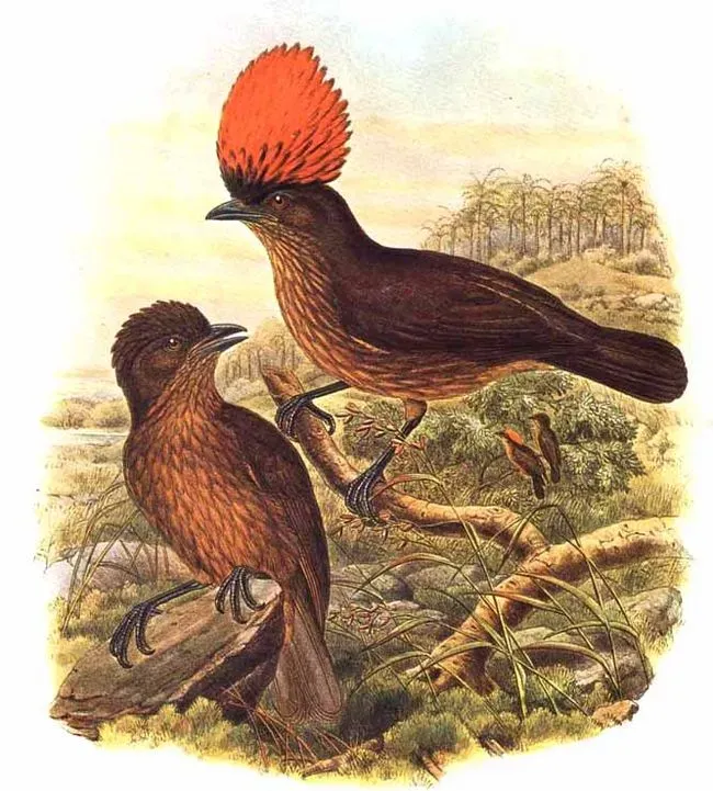 File:Amblyornis subalaris by Bowdler Sharpe.jpg