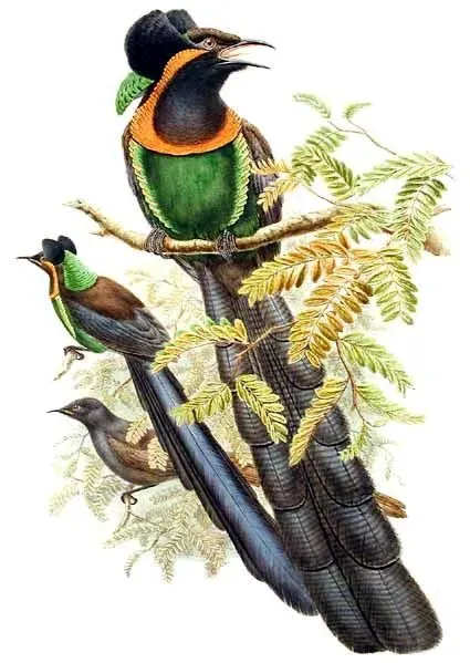 File:Astrapia nigra by Bowdler Sharpe.jpg