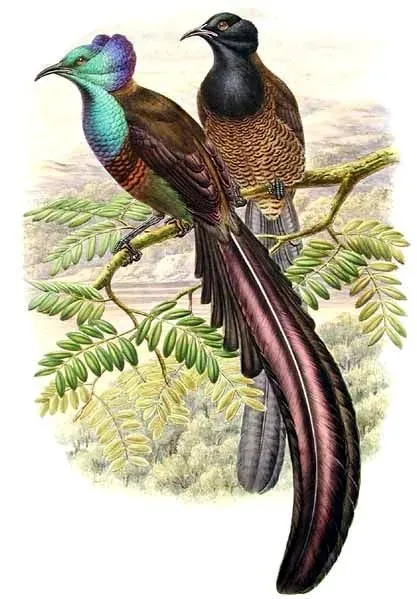 File:Astrapia stephaniae by Bowdler Sharpe.jpg