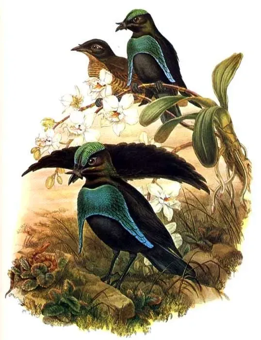File:Lophorina superba bis by Bowdler Sharpe.jpg