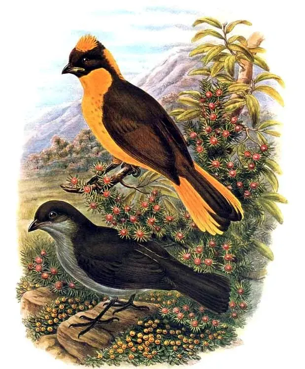 File:Prionodura newtoniana by Bowdler Sharpe.jpg