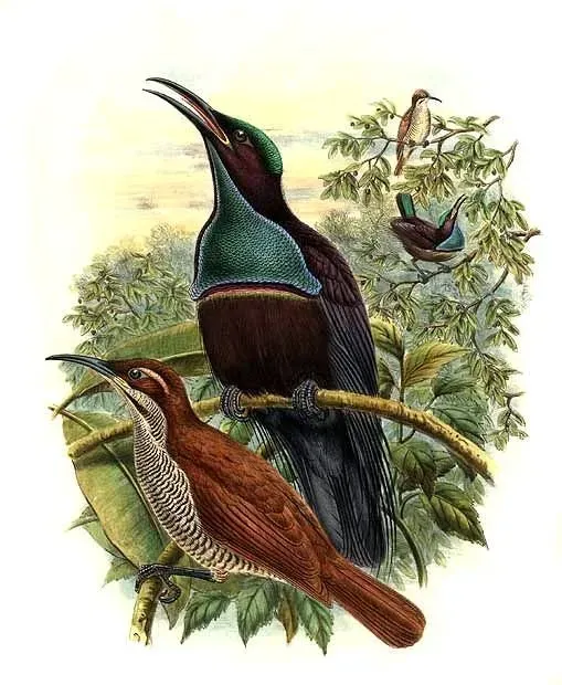 File:Ptiloris magnificus by Bowdler Sharpe.jpg