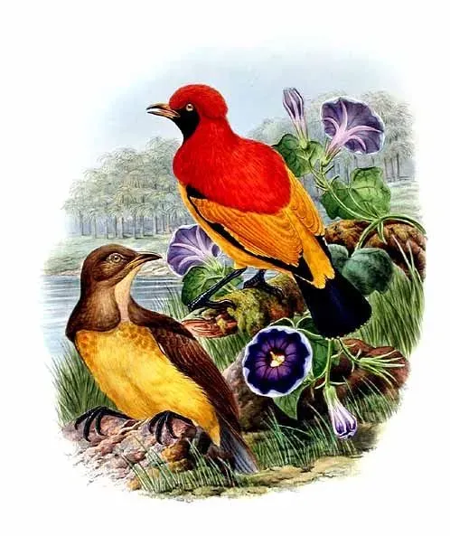 File:Sericulus aureus by Bowdler Sharpe.jpg
