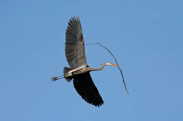 File:Ardea herodias -Illinois, USA -flying-8.jpg