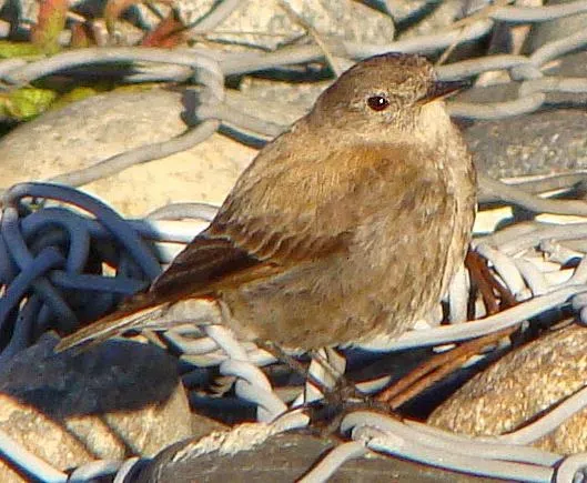 File:Lessonia rufa juvenil 1.jpg