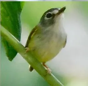 File:Myiornis atricapillus 1.jpg