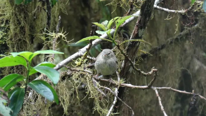 File:Certhidea olivacea 30866731.jpg
