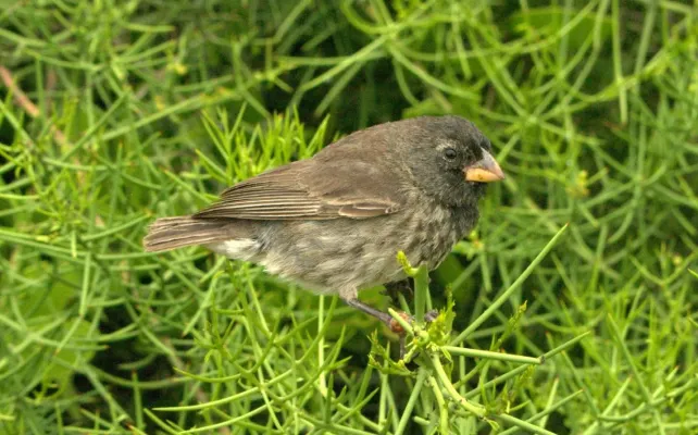 File:Camarhynchus psittacula 5701958.jpg