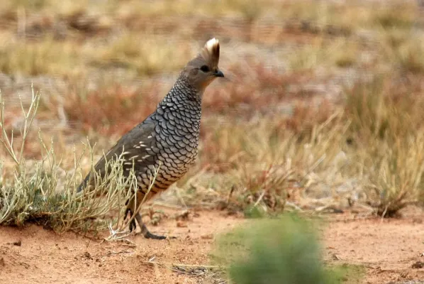 File:Callipepla squamata 1.jpg