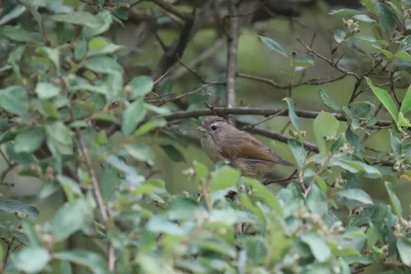File:Fulvetta ruficapilla 02.jpg