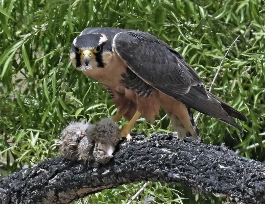 File:Falco femoralis 292404756.jpg