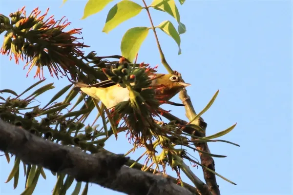 File:Zosterops auriventer 70255882.jpg
