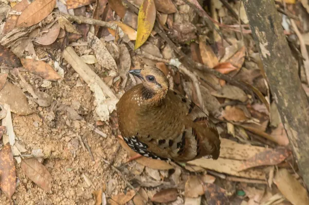 File:Arborophila cambodiana diversa 133527500.jpg