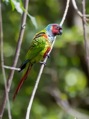 File:Pyrrhura pfrimeri Goias Parakeet, São Domingos, Goiás, Brazil.jpg