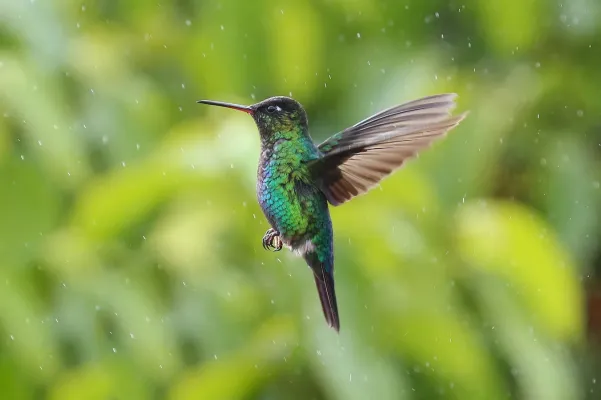 File:Panterpe insignis in Costa Rica 01.jpg