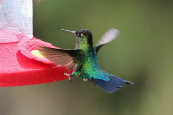 File:Panterpe insignis in Costa Rica 02.jpg