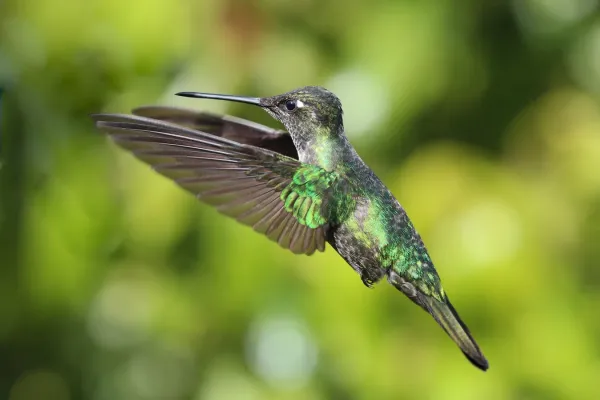 File:Eugenes spectabilis in Costa Rica 01.jpg