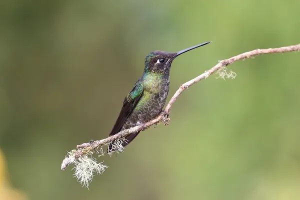 File:Eugenes spectabilis in Costa Rica 02.jpg