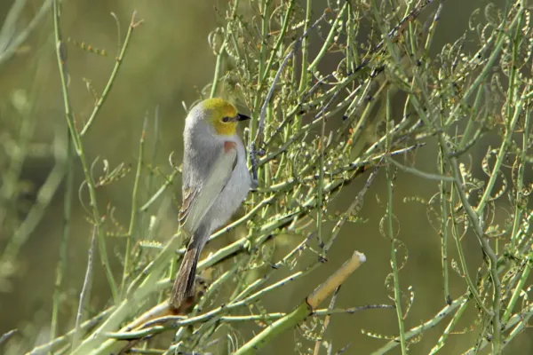 File:Verdin (Auriparus flaviceps).jpg