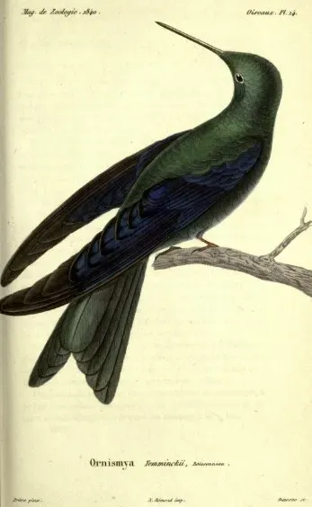 File:Pterophanes cyanopterus Prêtre.jpg
