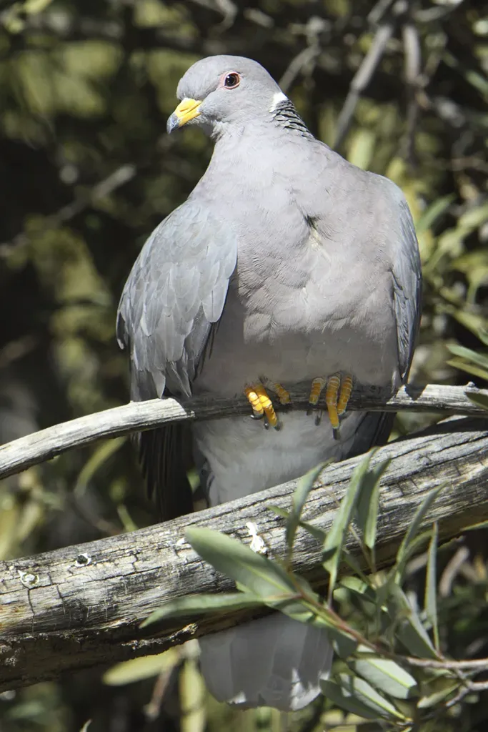 File:Band-tailed Pigeon (Columba fasciata or Patagioenas fasciata).jpg