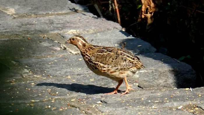 File:Coturnix japonica, Yehliu, Taiwan 3.jpg