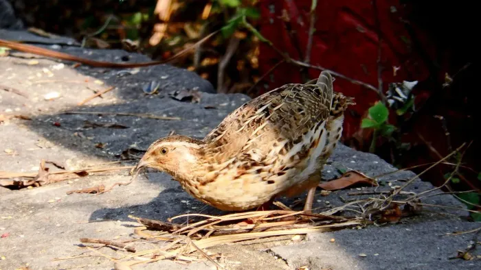 File:Coturnix japonica, Yehliu, Taiwan 4.jpg