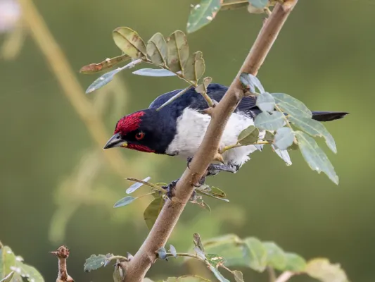 File:Paroaria baeri Araguaia Cardinal; river Araguaia, Aruanã, Goiás, Brazil 03.jpg
