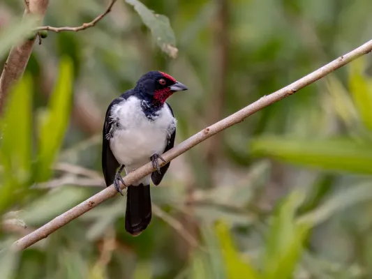 File:Paroaria baeri Araguaia Cardinal; river Araguaia, Aruanã, Goiás, Brazil.jpg