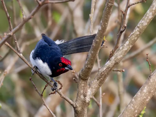 File:Paroaria baeri Araguaia Cardinal; river Araguaia, Aruanã, Goiás, Brazil 04.jpg