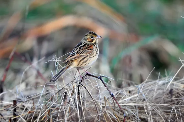File:Emberiza fucata.jpg