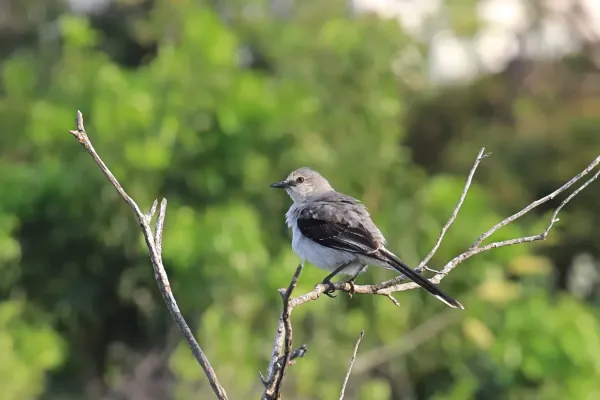 File:Tropical Mockingbird Mimus gilvus Yucatan 1261.jpg