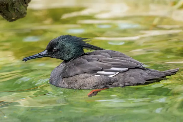 File:Mergus octosetaceus, morčák paranský, Zoo Praha.jpg