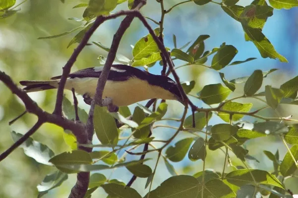 File:Hyliota australis 340918595.jpg