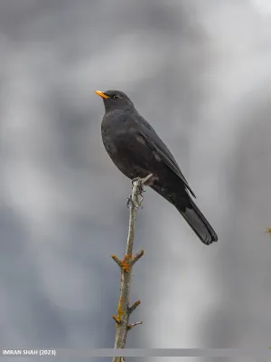 File:Tibetan Blackbird (Turdus maximus) (53617634055).jpg
