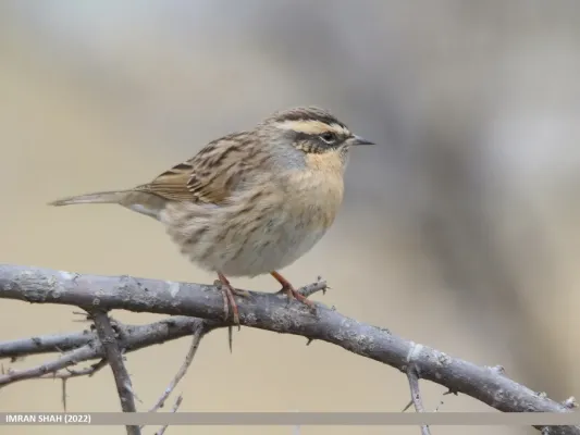 File:Black-throated Accentor (Prunella atrogularis) (53619028783).jpg