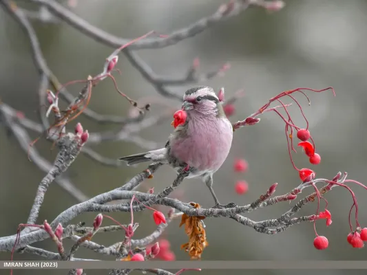File:Himalayan White-browed Rosefinch (Carpodacus thura) (53613258520).jpg