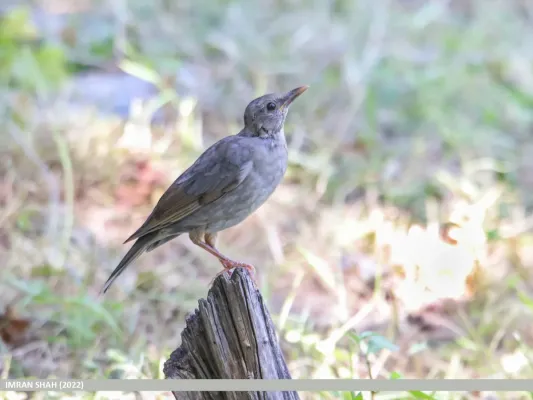 File:Tickell's Thrush (Turdus unicolor) (53619265660).jpg