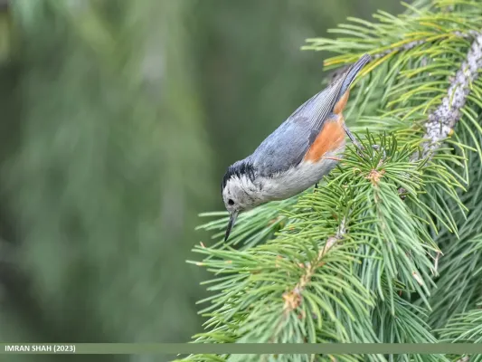 File:White-cheeked Nuthatch (Sitta leucopsis) (53619023908).jpg